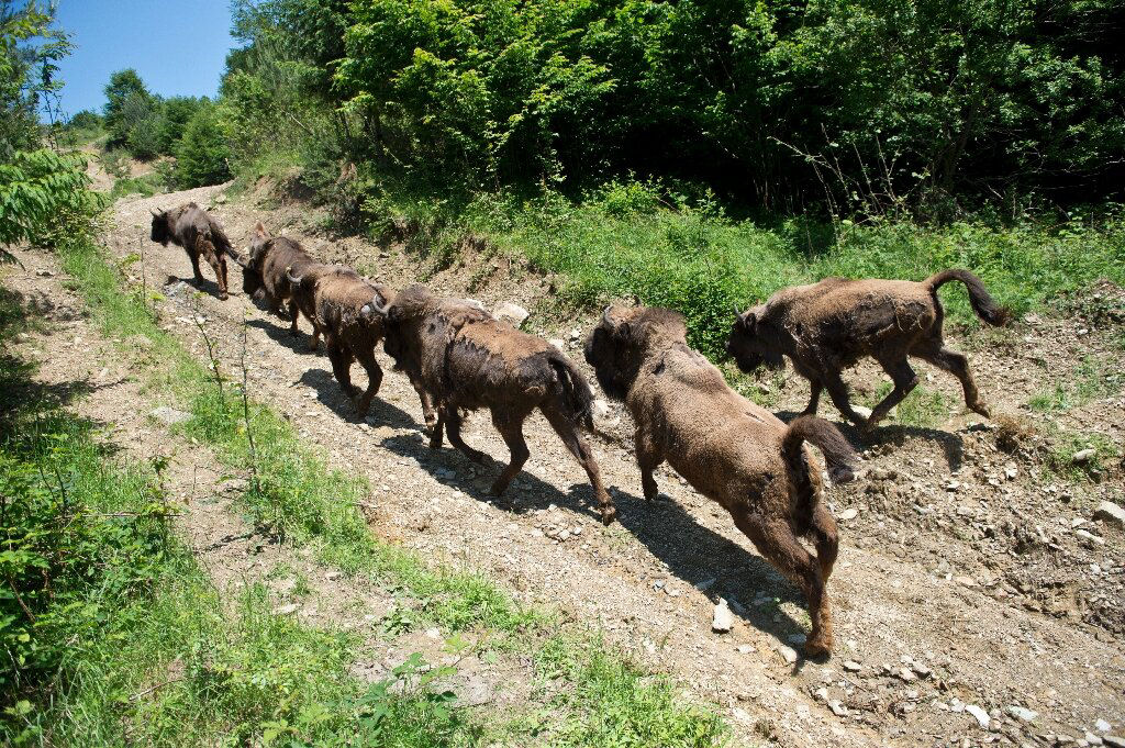 Resgatado da extinção, os bisões redescobrem as montanhas da Romênia