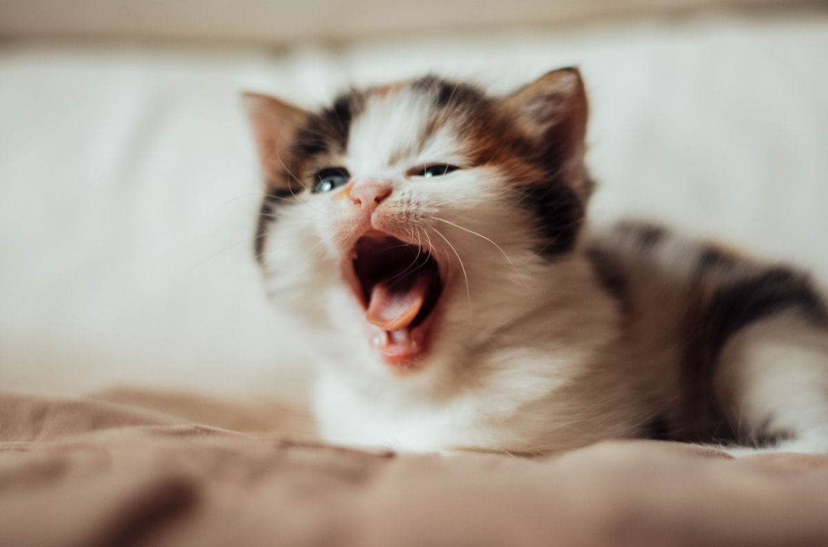 O bocejo é também contagioso para animais?