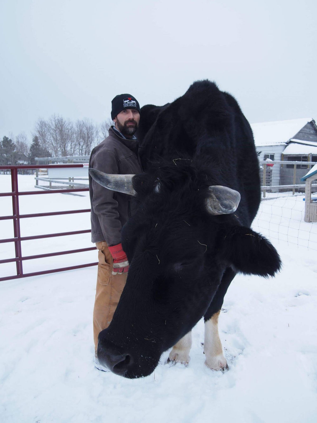 Guerra de bois: o colossal bovino australiano de quase dois metros agora tem um rival no Canad