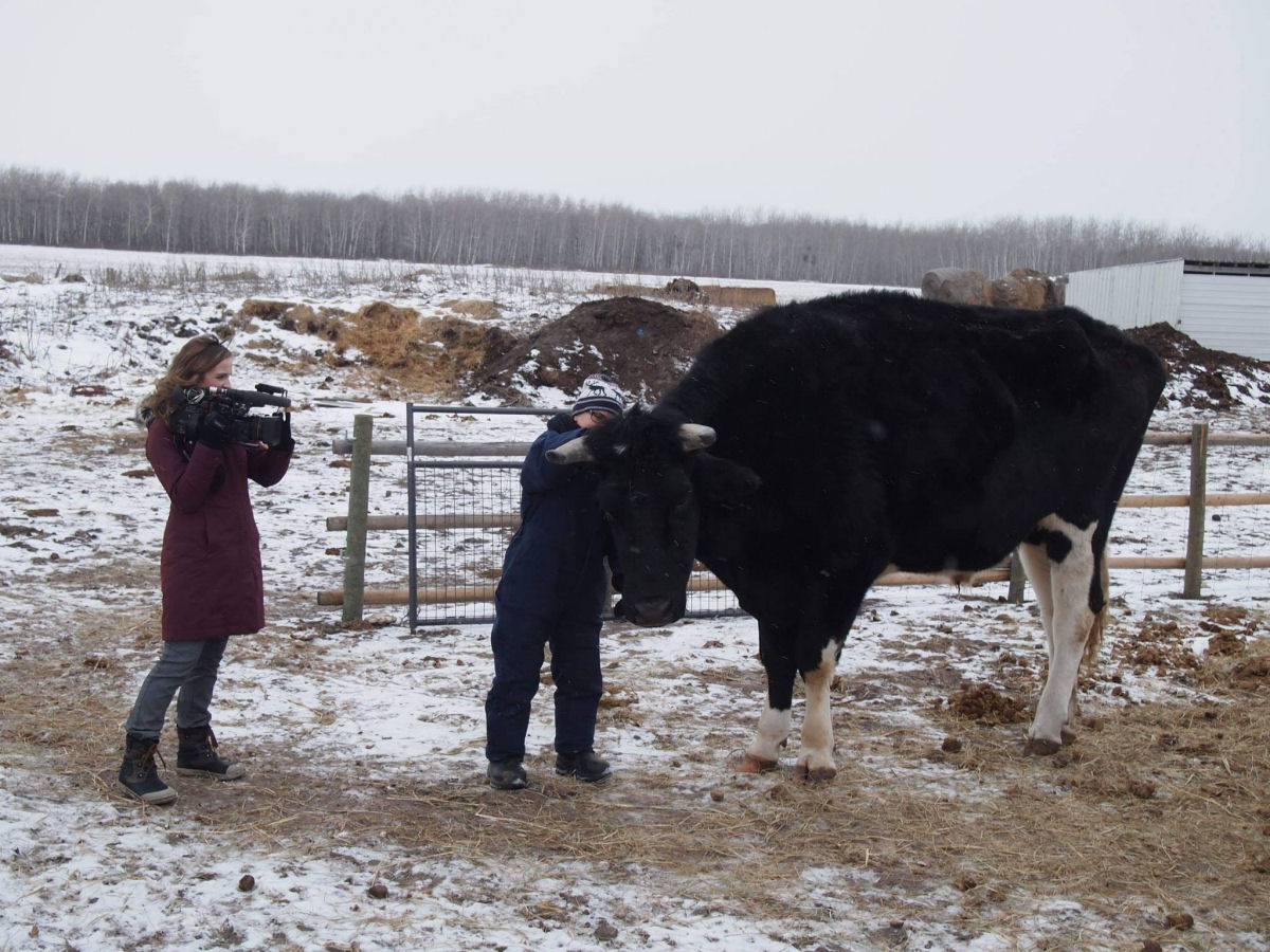 Guerra de bois: o colossal bovino australiano de quase dois metros agora tem um rival no Canad