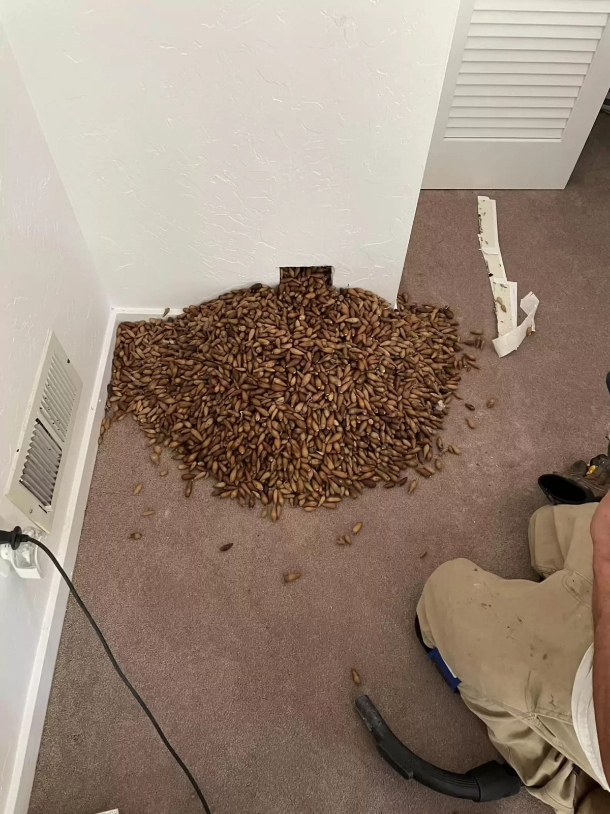 Homem descobre 315 kg de bolotas escondidas por um pica-pau dentro de uma casa