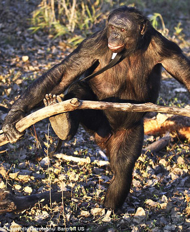 Macaco descobre o fogo e cozinha hambrgueres 02