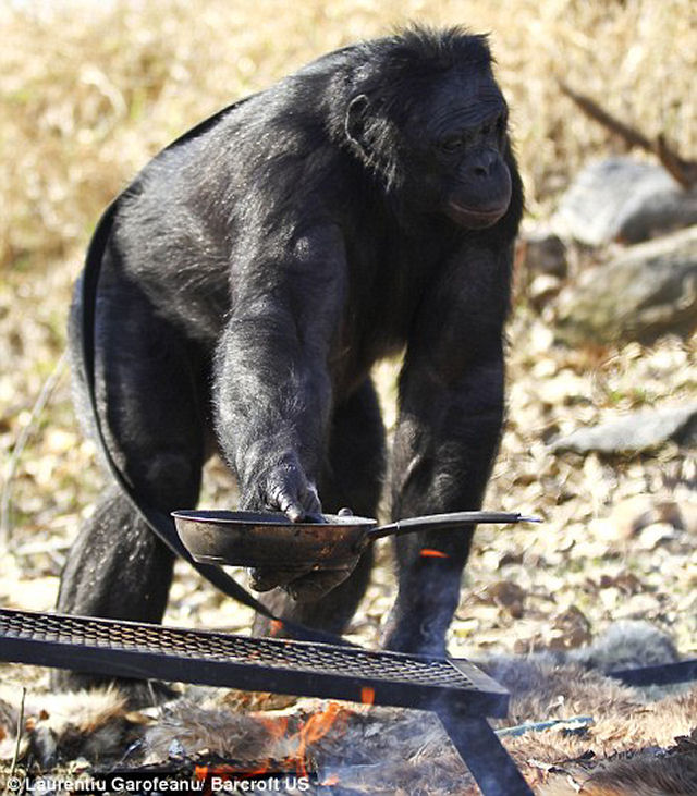 Macaco descobre o fogo e cozinha hambrgueres 10