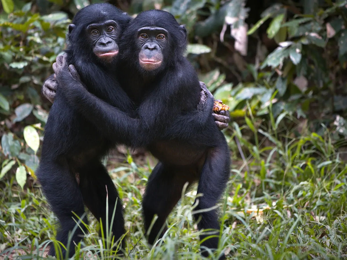 Chimpanzs e bonobos podem se lembrar de rostos por mais de 20 anos