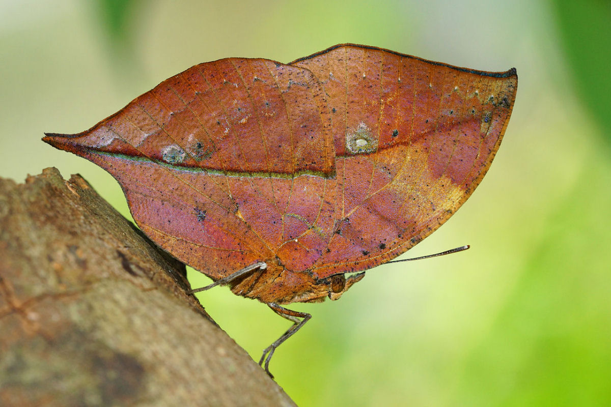 A borboleta folha-morta tem um segredo deslumbrante