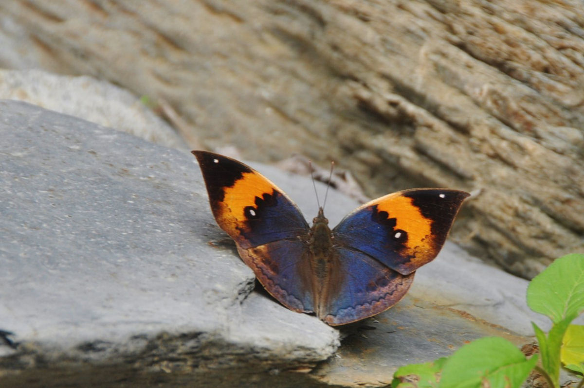 A borboleta folha-morta tem um segredo deslumbrante