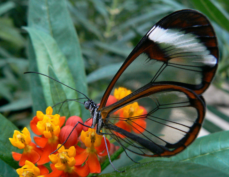 Fotos impressionantes da borboleta transparente 01