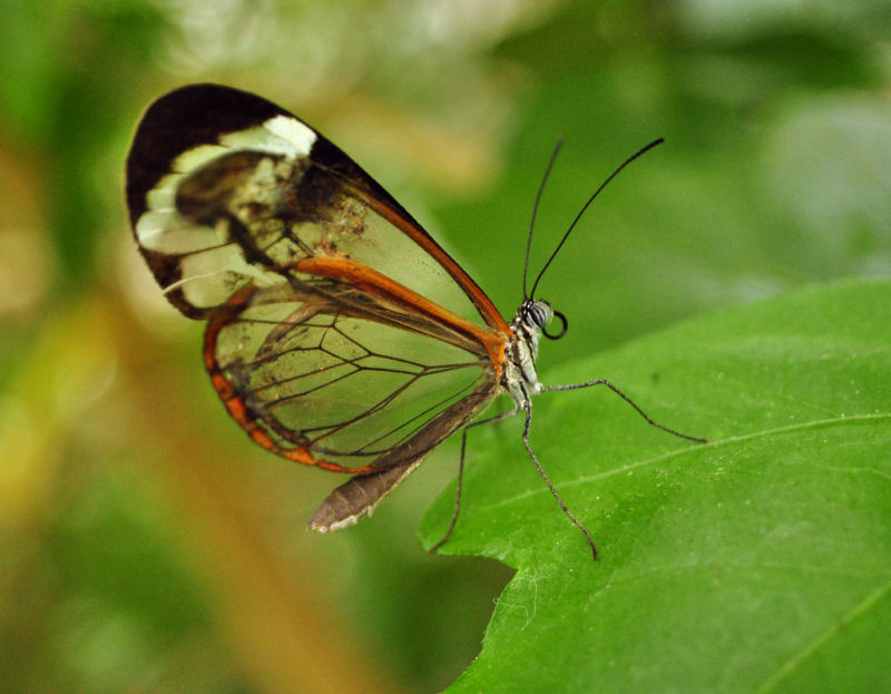 Fotos impressionantes da borboleta transparente 02