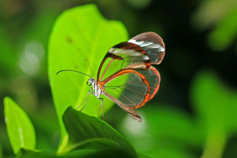 Fotos impressionantes da borboleta transparente 03