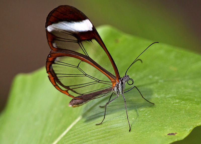 Fotos impressionantes da borboleta transparente 04