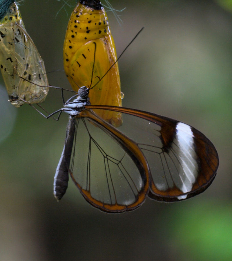 Fotos impressionantes da borboleta transparente 05