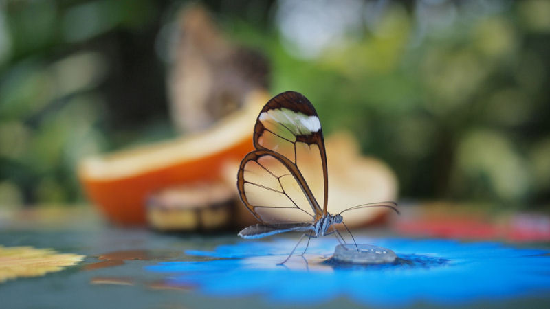 Fotos impressionantes da borboleta transparente 06