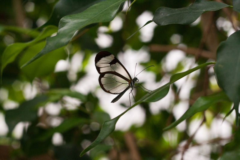 Fotos impressionantes da borboleta transparente 07