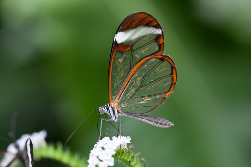 Fotos impressionantes da borboleta transparente 08