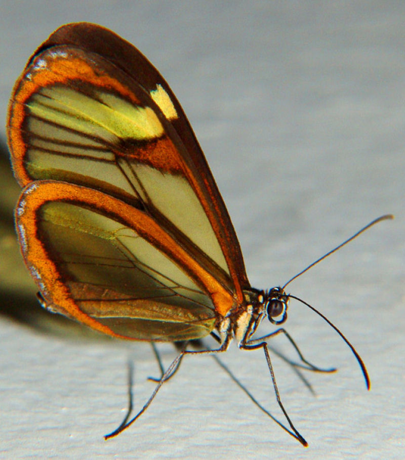 Fotos impressionantes da borboleta transparente 11