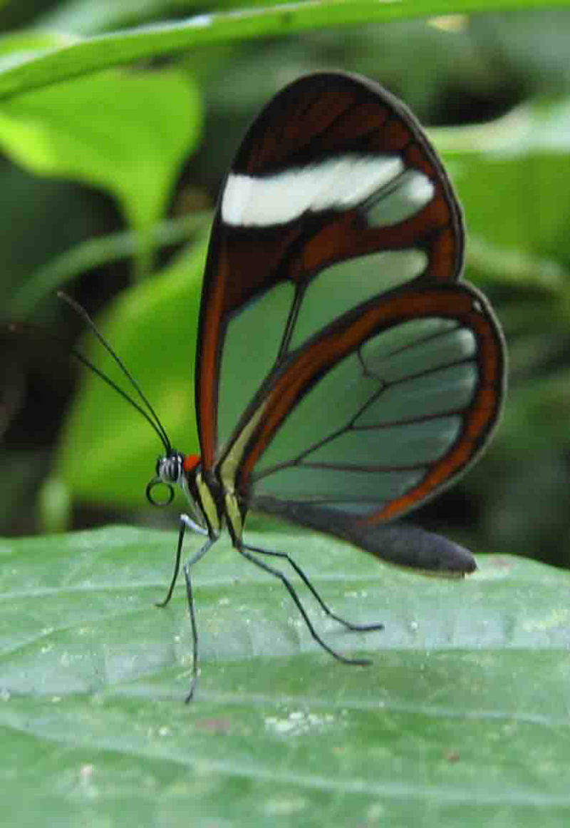 Fotos impressionantes da borboleta transparente 12