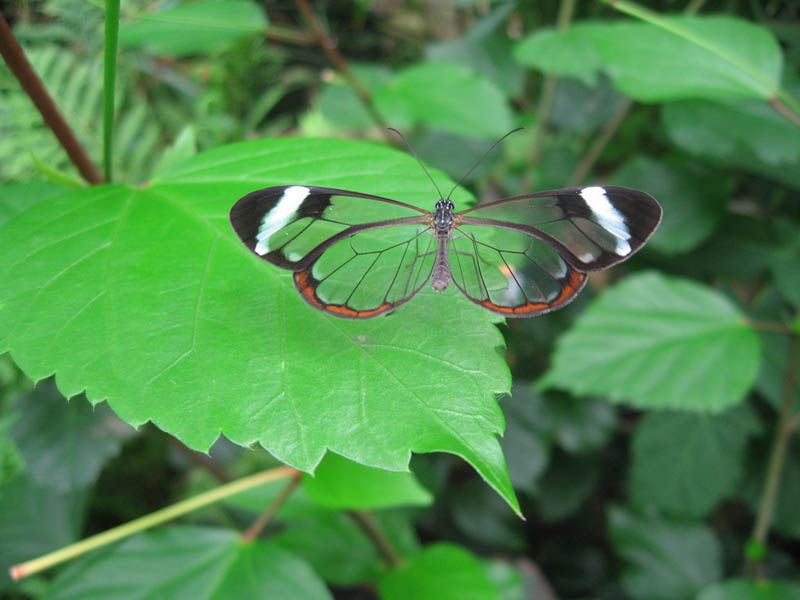 Fotos impressionantes da borboleta transparente 13