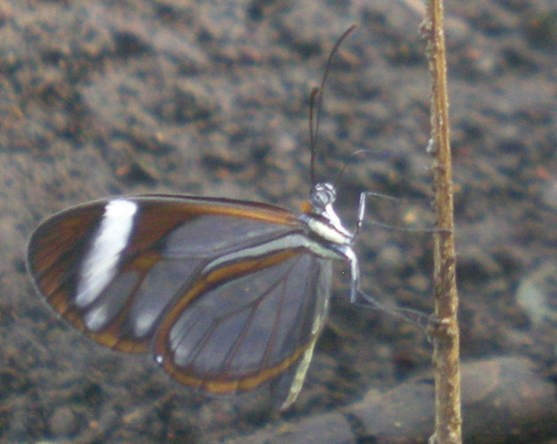 Fotos impressionantes da borboleta transparente 16