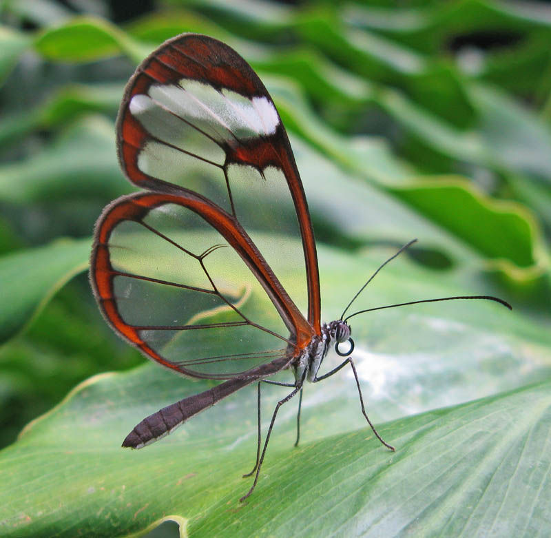 Fotos impressionantes da borboleta transparente 17