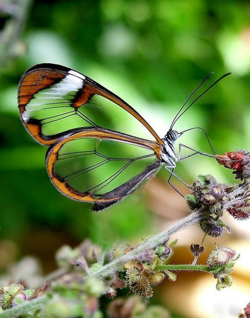 Fotos impressionantes da borboleta transparente 18