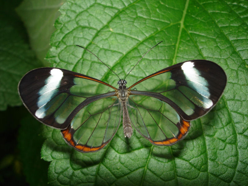 Fotos impressionantes da borboleta transparente 19