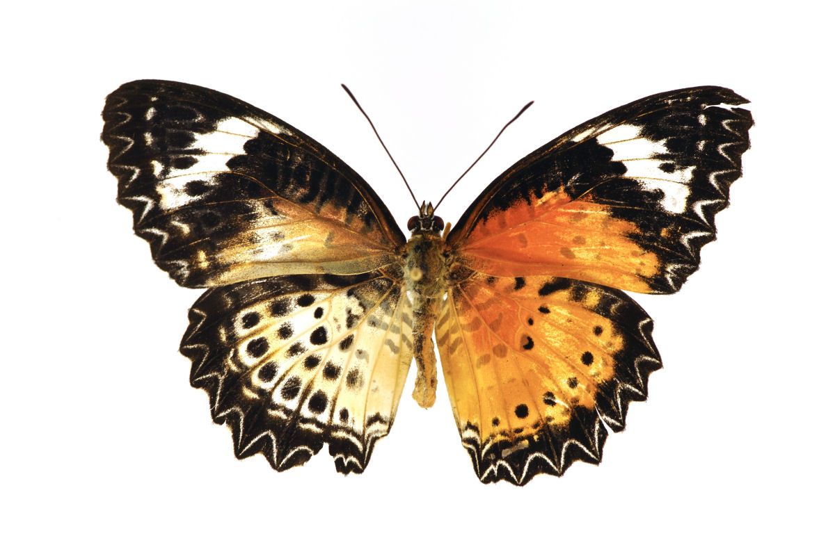 Anomalia gentica cria borboletas com belas asas de cores diferentes 01