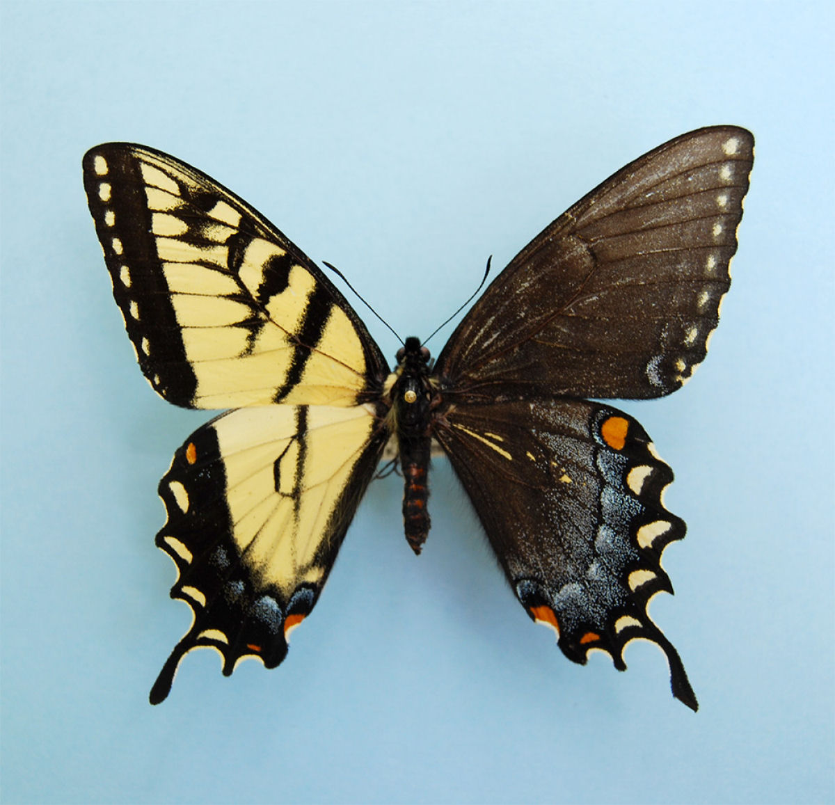 Anomalia gentica cria borboletas com belas asas de cores diferentes 02