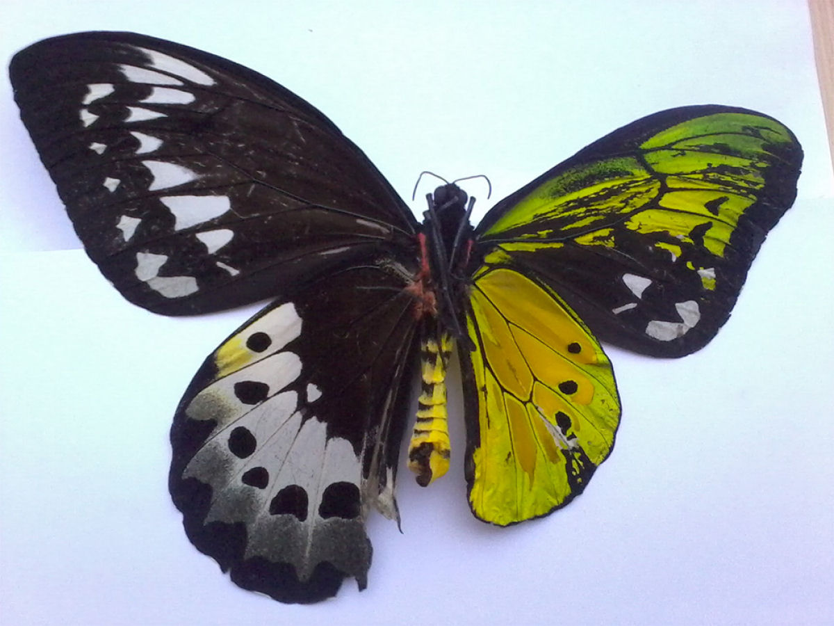 Anomalia gentica cria borboletas com belas asas de cores diferentes 03