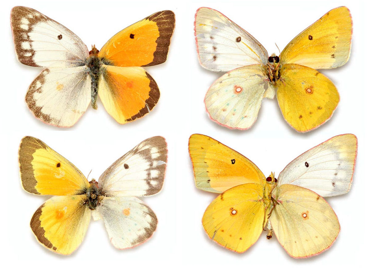 Anomalia gentica cria borboletas com belas asas de cores diferentes 04