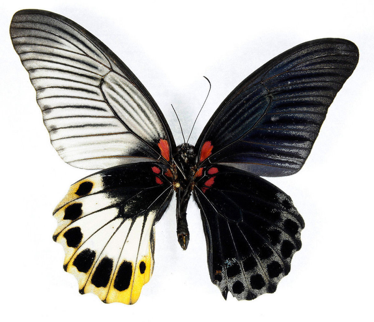 Anomalia gentica cria borboletas com belas asas de cores diferentes 05