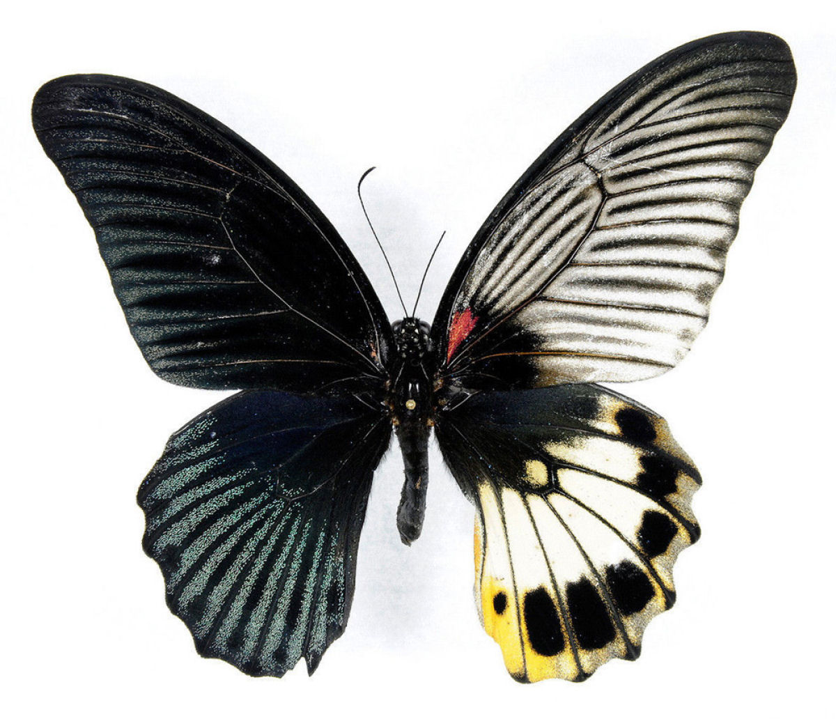 Anomalia gentica cria borboletas com belas asas de cores diferentes 06