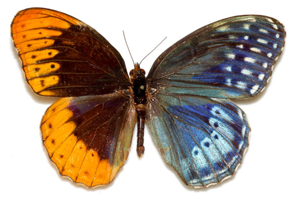 Anomalia gentica cria borboletas com belas asas de cores diferentes 07