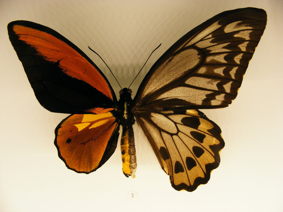 Anomalia gentica cria borboletas com belas asas de cores diferentes 08
