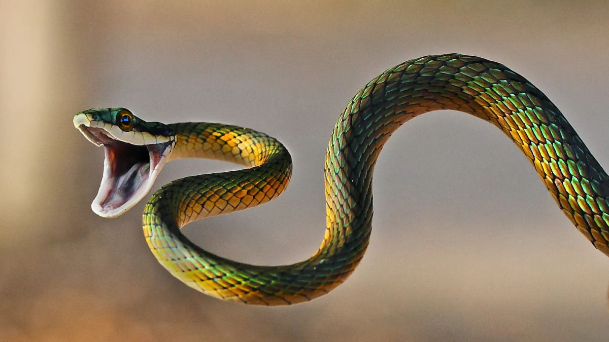 Pesquisadores gravam picadas de cobra a 1.000 quadros por segundo em câmera de alta velocidade