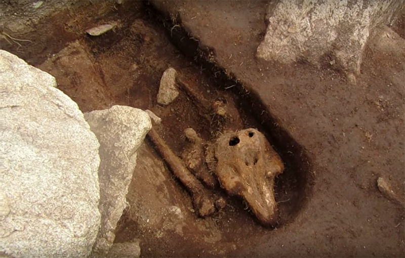 A inesperada descoberta de um boto enterrado solenemente em um monasterio medieval desconcerta os arquelogos