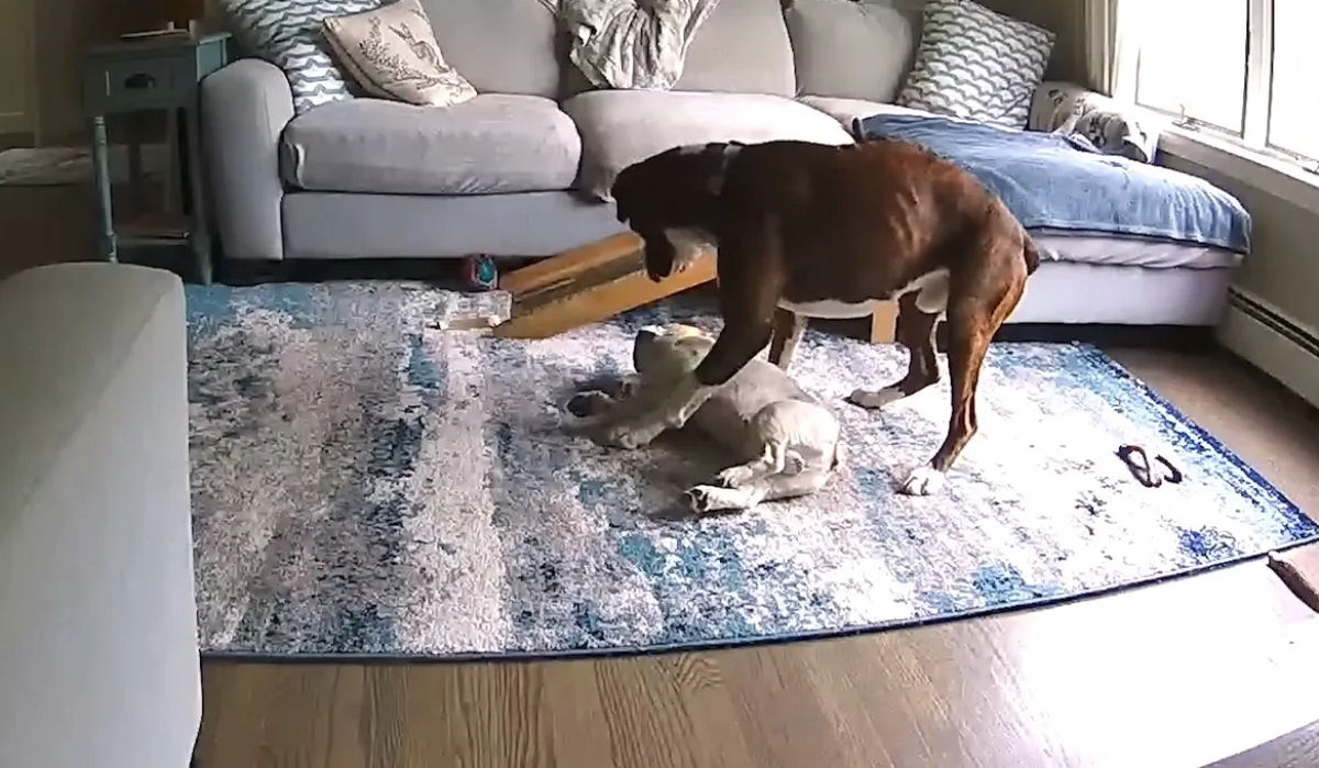 Boxer heroico entra em ação para manter seu irmão canino vivo por três horas durante uma crise epiléptica