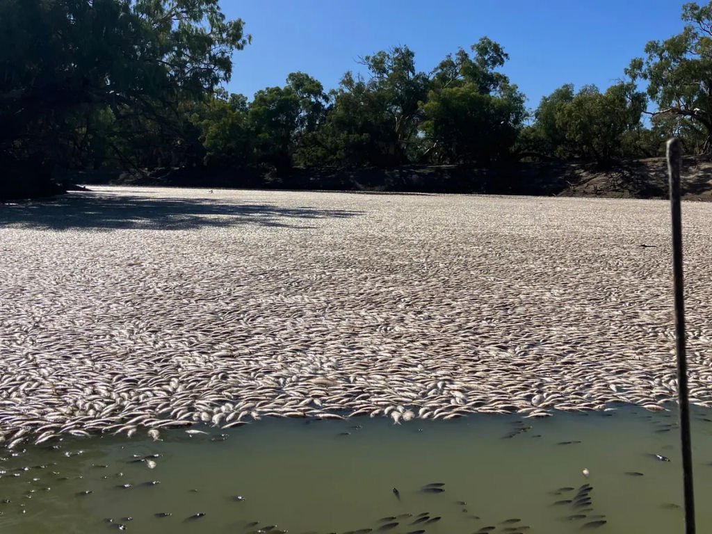 Milhes de peixes mortos esto apodrecendo em um rio australiano