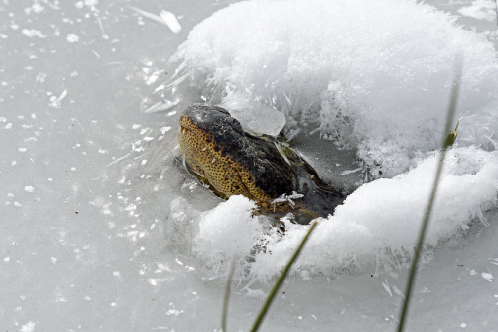 O frio do Texas deixa os crocodilos congelados debaixo dgua, mas ainda vivos