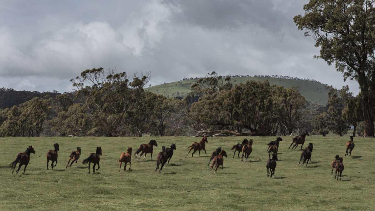 Austrália vai matar 10.000 cavalos selvagens, Ambiente