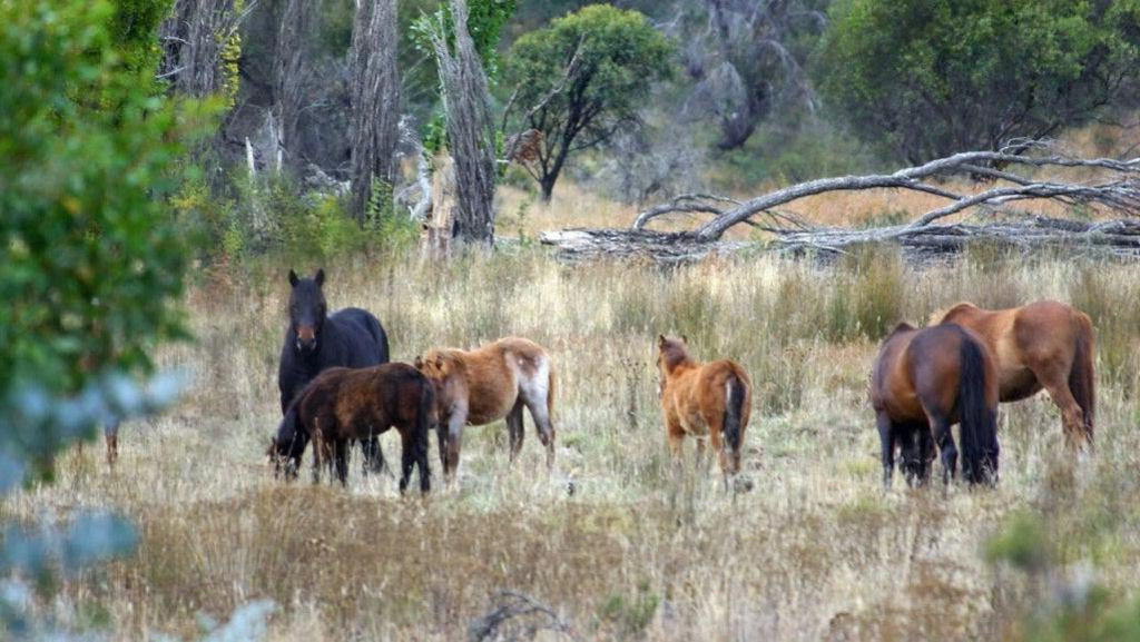 Austrália matará 10.000 cavalos selvagens, mas os cientistas advertem que não é suficiente