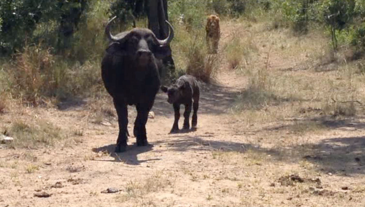 Búfala enfrenta um leopardo e um leão para proteger a sua cria