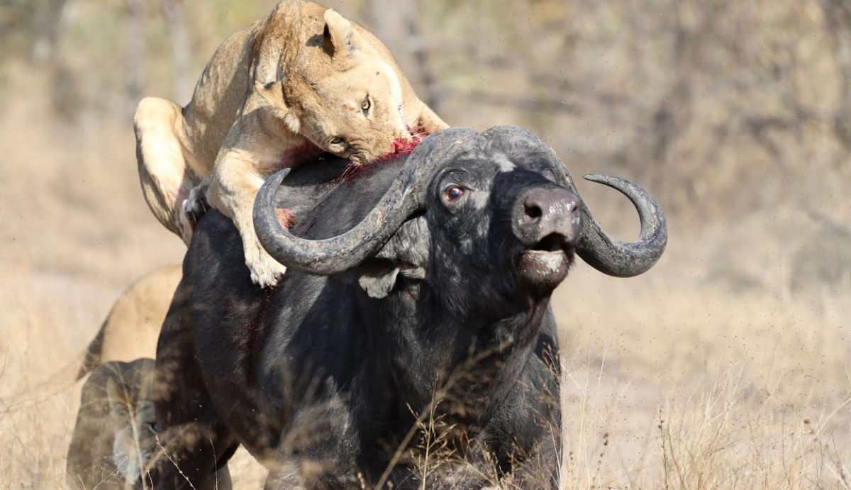 De alguma forma, bfalo solitrio sobrevive a um leo, a um crocodilo e a uma perigosa travessia de gua