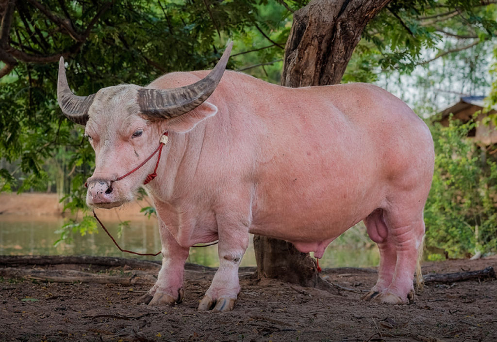 O grande e estranho bfalo rosa vietnamita