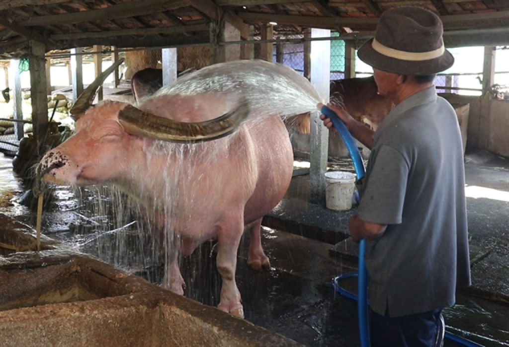 O grande e estranho bfalo rosa vietnamita