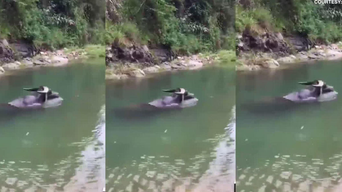 Vdeo viral mostra bfalo nadando debaixo d'gua