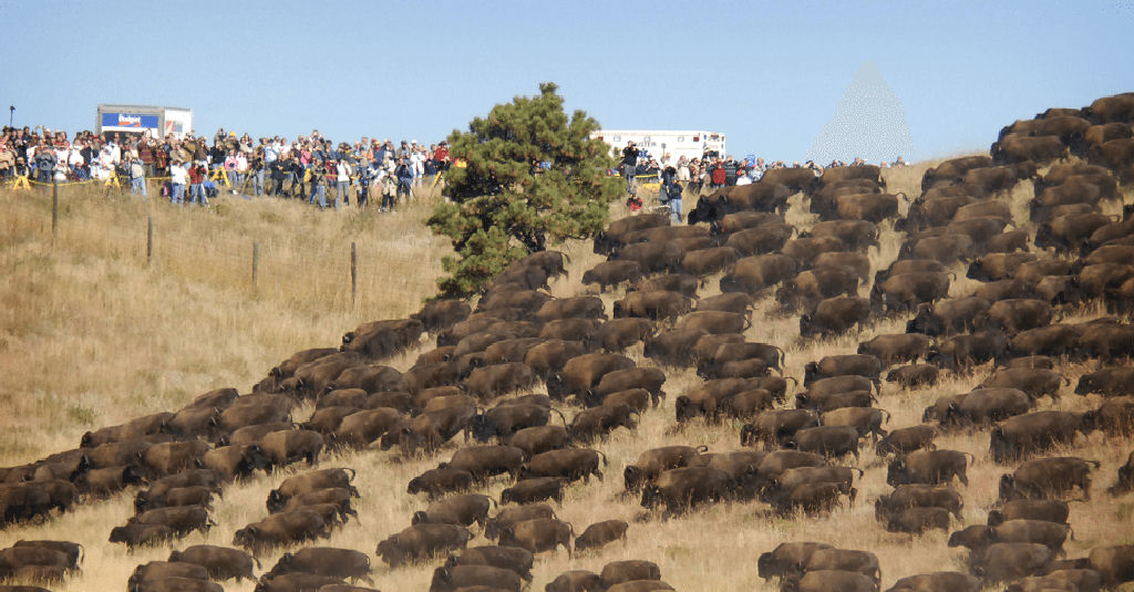 Manada de búfalos selvagens aparece durante protesto de nativos americanos