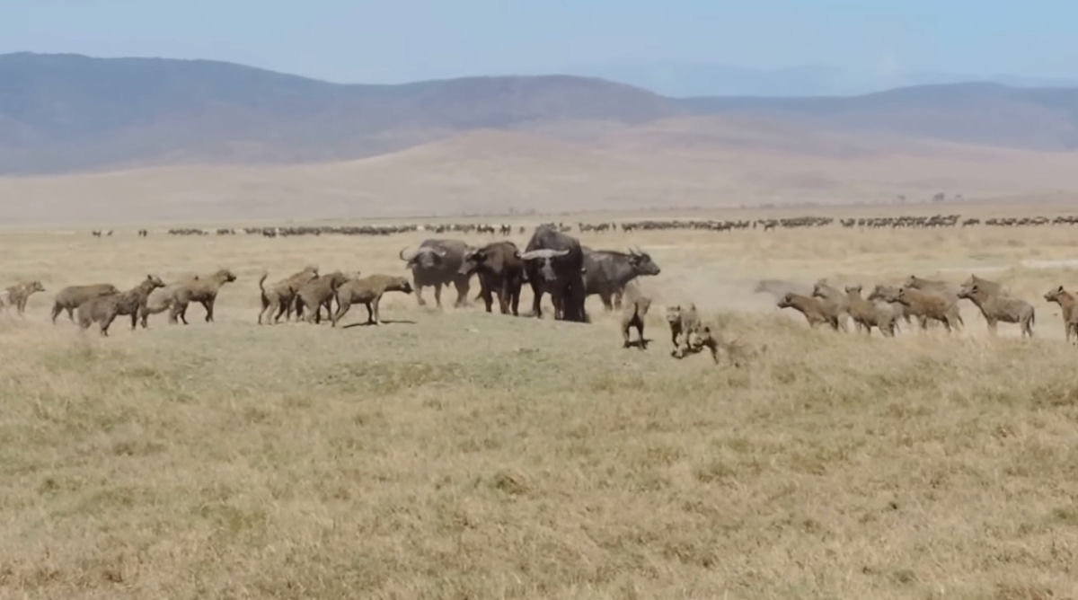 Como um pequeno grupo de búfalos protege um filhote do ataque de 30 hienas famintas