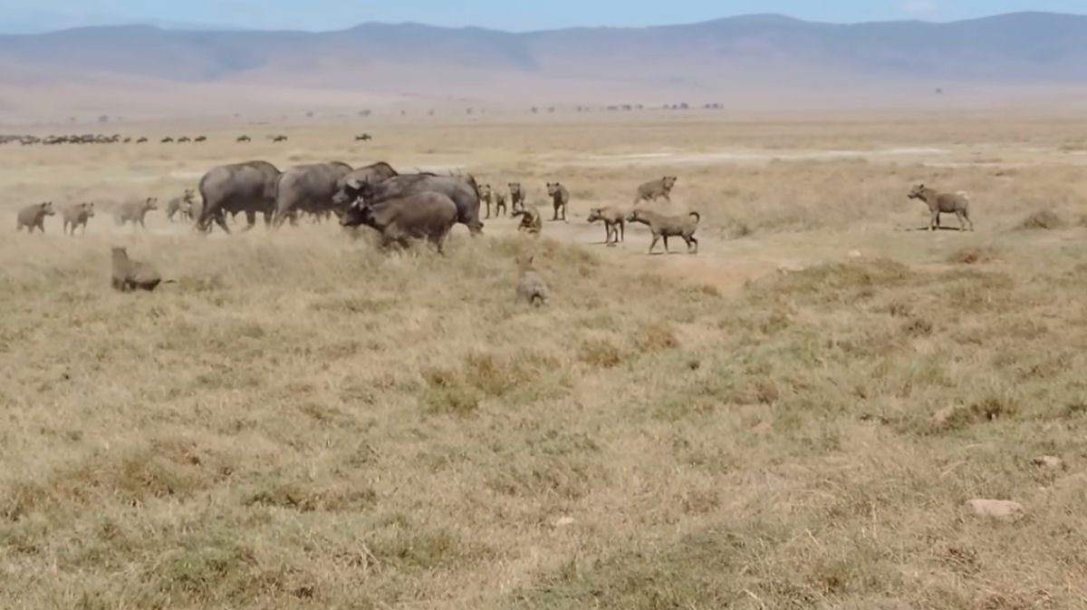 Como um pequeno grupo de búfalos protege um filhote do ataque de 30 hienas famintas
