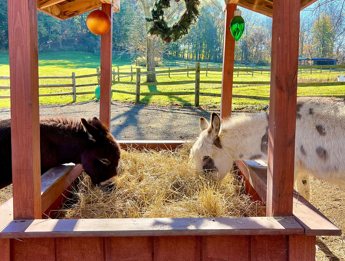 Burrico enlutado pela perda do irmo encontra a felicidade com outro que desejava ser amado