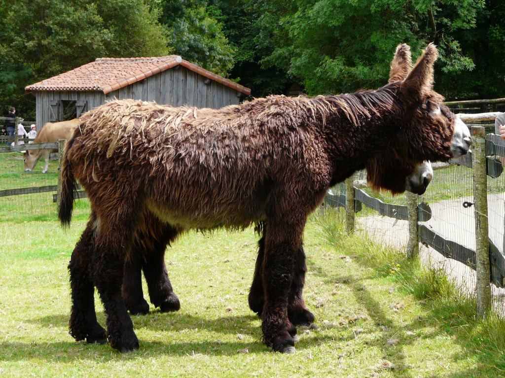Singularidades extraordinrias de animais extraordinrios: Poitou, o burro com dreadlocks 01